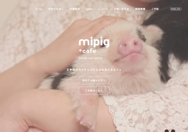 mipig＋cafe